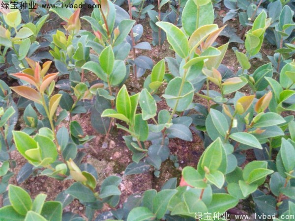 <a href='http://m.wuzhouwash.com/linmuzhongzi/2252.html' target='_blank'>油茶種子</a>