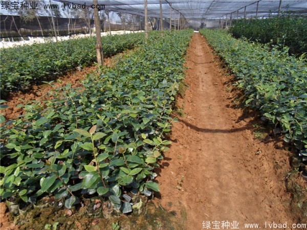 <a href='http://m.wuzhouwash.com/linmuzhongzi/2252.html' target='_blank'>油茶</a><a href='http://m.wuzhouwash.com/' target='_blank'>種子</a>