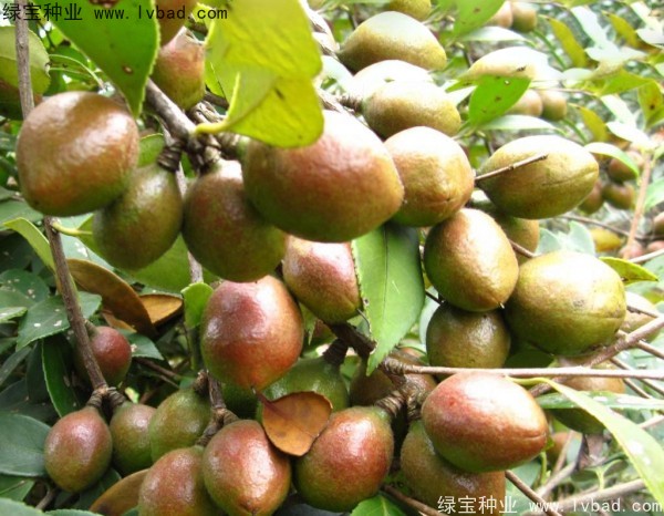 油茶<a href='http://m.wuzhouwash.com/' target='_blank'>種子</a>