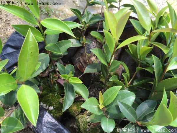 <a href='http://m.wuzhouwash.com/linmuzhongzi/2252.html' target='_blank'>油茶種子</a>
