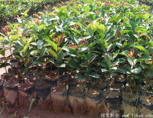 油茶種子