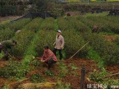 油茶種子