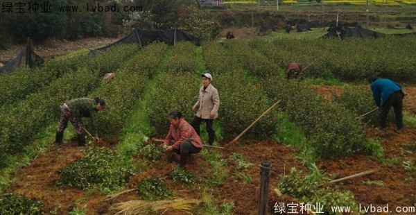 <a href='http://m.wuzhouwash.com/linmuzhongzi/2252.html' target='_blank'>油茶種子</a>