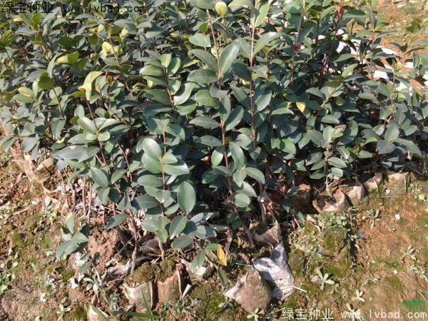 油茶種子