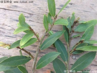 蚊母種子