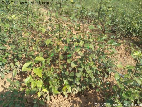金彈子<a href='http://m.wuzhouwash.com/' target='_blank'>種子</a>