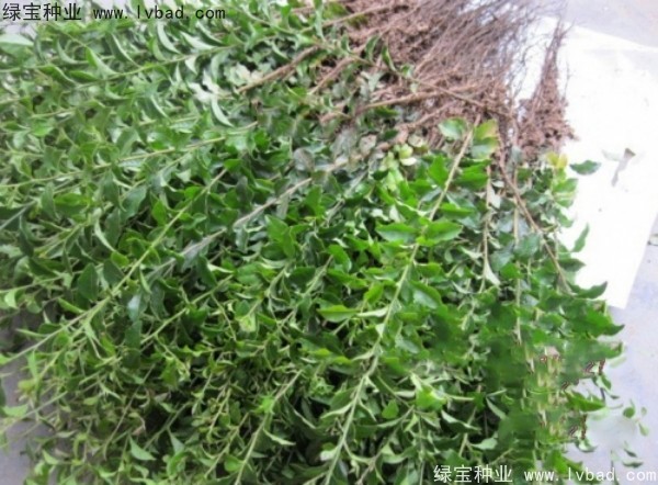 <a href='http://m.wuzhouwash.com/linmuzhongzi/2257.html' target='_blank'>金彈子種子</a>
