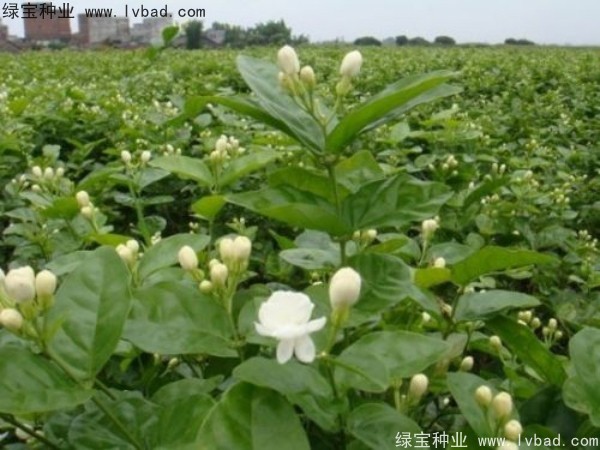 <a href='http://m.wuzhouwash.com/linmuzhongzi/2258.html' target='_blank'>茉莉花種子</a>