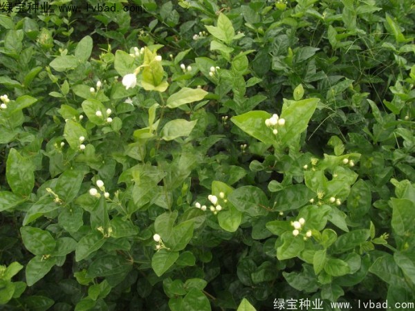 <a href='http://m.wuzhouwash.com/linmuzhongzi/2258.html' target='_blank'>茉莉花種子</a>