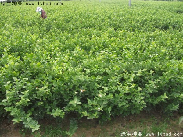 茉莉花<a href='http://m.wuzhouwash.com/' target='_blank'>種子</a>