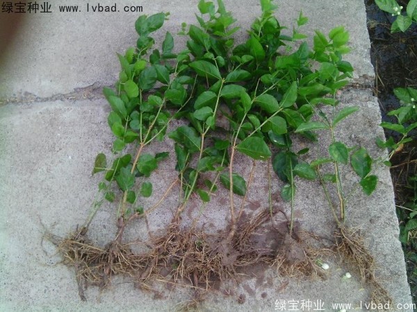 <a href='http://m.wuzhouwash.com/linmuzhongzi/2258.html' target='_blank'>茉莉花種子</a>