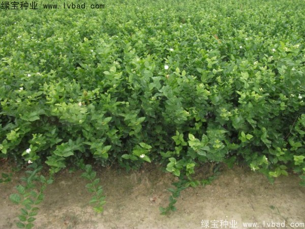 茉莉花<a href='http://m.wuzhouwash.com/' target='_blank'>種子</a>