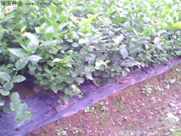 茉莉花<a href='http://m.wuzhouwash.com/' target='_blank'>種子</a>