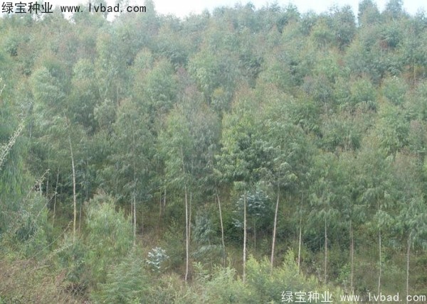 <a href='http://m.wuzhouwash.com/linmuzhongzi/2259.html' target='_blank'>桉樹種子</a>