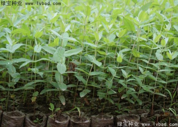 桉樹<a href='http://m.wuzhouwash.com/' target='_blank'>種子</a>