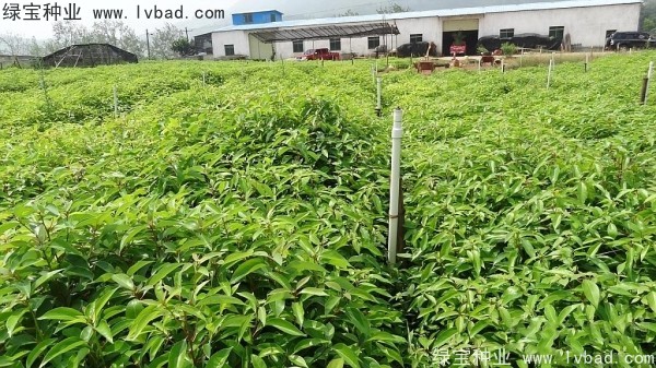 <a href='http://m.wuzhouwash.com/linmuzhongzi/2259.html' target='_blank'>桉樹種子</a>
