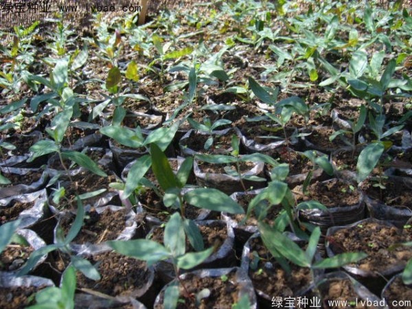 <a href='http://m.wuzhouwash.com/linmuzhongzi/2259.html' target='_blank'>桉樹</a><a href='http://m.wuzhouwash.com/' target='_blank'>種子</a>