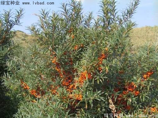 刺柳<a href='http://m.wuzhouwash.com/' target='_blank'>種子</a>