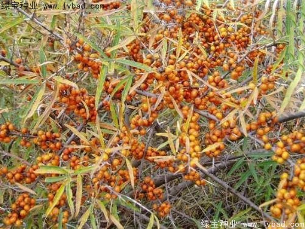刺柳<a href='http://m.wuzhouwash.com/' target='_blank'>種子</a>