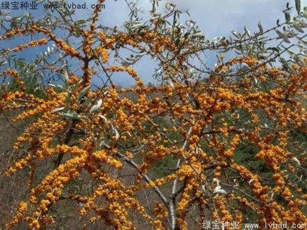 <a href='http://m.wuzhouwash.com/linmuzhongzi/2261.html' target='_blank'>刺柳種子</a>