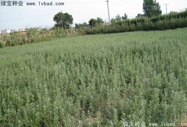 刺柳<a href='http://m.wuzhouwash.com/' target='_blank'>種子</a>