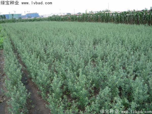 <a href='http://m.wuzhouwash.com/linmuzhongzi/2261.html' target='_blank'>刺柳種子</a>