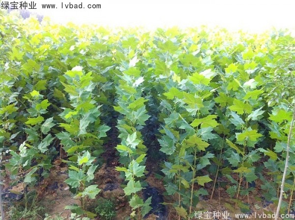 <a href='http://m.wuzhouwash.com/linmuzhongzi/2262.html' target='_blank'>法桐種子</a>
