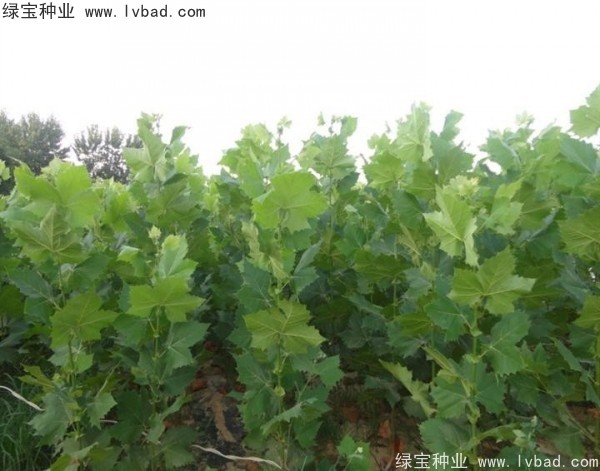 <a href='http://m.wuzhouwash.com/linmuzhongzi/2262.html' target='_blank'>法桐種子</a>