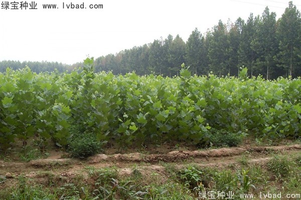 <a href='http://m.wuzhouwash.com/linmuzhongzi/2262.html' target='_blank'>法桐</a>