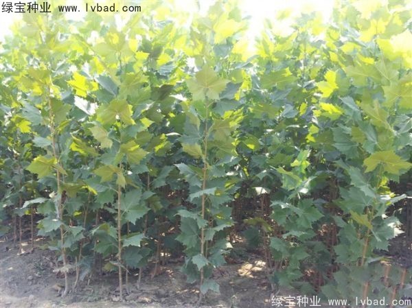 法桐<a href='http://m.wuzhouwash.com/' target='_blank'>種子</a>
