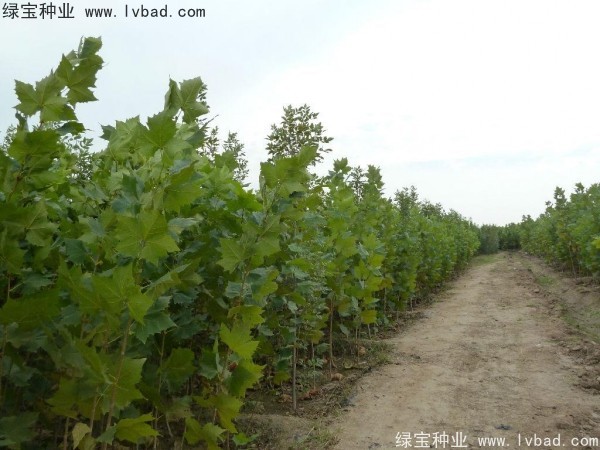 法桐<a href='http://m.wuzhouwash.com/' target='_blank'>種子</a>