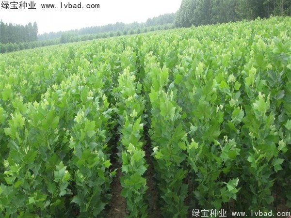 <a href='http://m.wuzhouwash.com/linmuzhongzi/2262.html' target='_blank'>法桐種子</a>