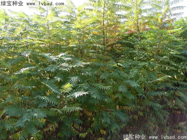 <a href='http://m.wuzhouwash.com/linmuzhongzi/2263.html' target='_blank'>火炬種子</a>