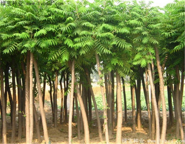 <a href='http://m.wuzhouwash.com/linmuzhongzi/2263.html' target='_blank'>火炬種子</a>