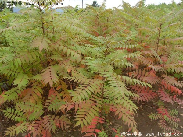 火炬<a href='http://m.wuzhouwash.com/' target='_blank'>種子</a>