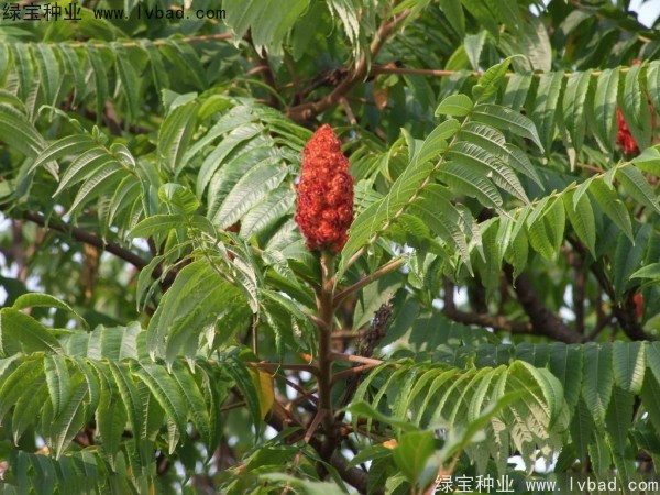 火炬<a href='http://m.wuzhouwash.com/' target='_blank'>種子</a>