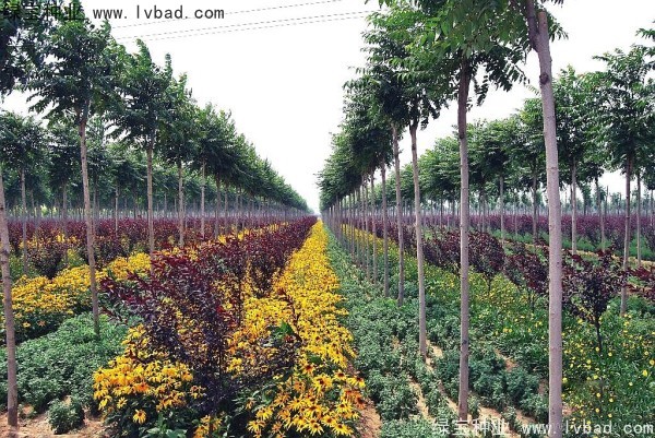 <a href='http://m.wuzhouwash.com/linmuzhongzi/2263.html' target='_blank'>火炬種子</a>