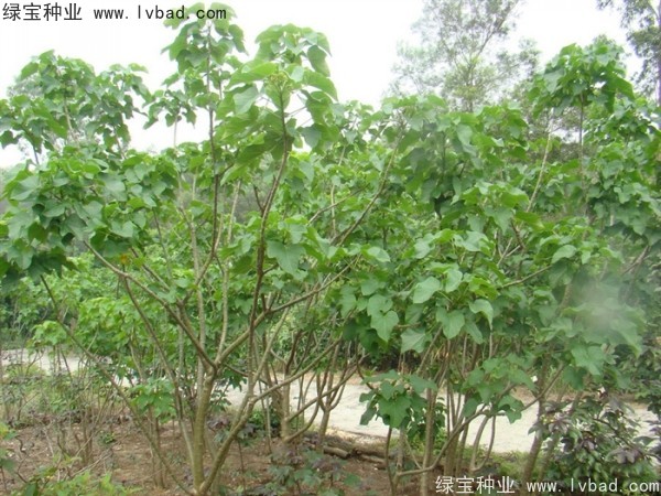 <a href='http://m.wuzhouwash.com/linmuzhongzi/2264.html' target='_blank'>麻瘋樹種子</a>