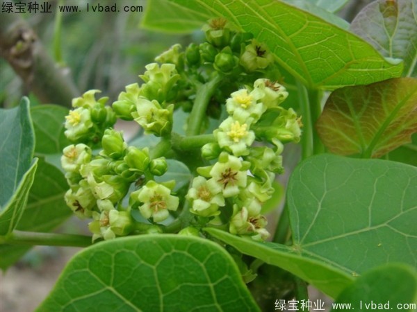 麻瘋樹<a href='http://m.wuzhouwash.com/' target='_blank'>種子</a>