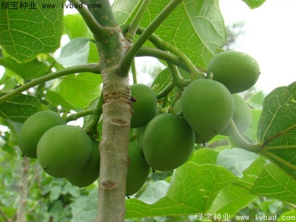<a href='http://m.wuzhouwash.com/linmuzhongzi/2264.html' target='_blank'>麻瘋樹種子</a>