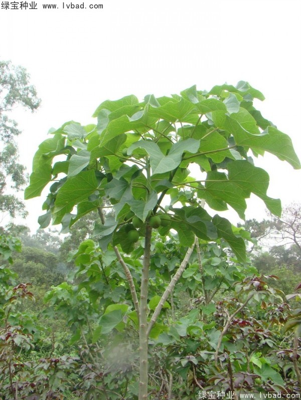 <a href='http://m.wuzhouwash.com/linmuzhongzi/2264.html' target='_blank'>麻瘋樹種子</a>