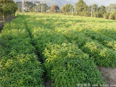 木荷種子