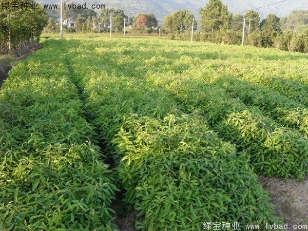 <a href='http://m.wuzhouwash.com/linmuzhongzi/2265.html' target='_blank'>木荷</a><a href='http://m.wuzhouwash.com/' target='_blank'>種子</a>