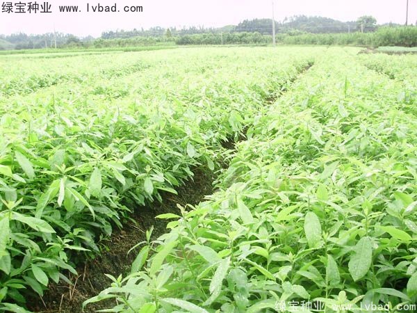 <a href='http://m.wuzhouwash.com/linmuzhongzi/2265.html' target='_blank'>木荷種子</a>