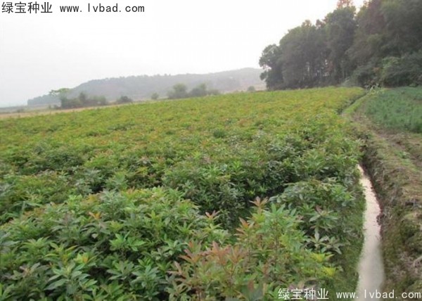 <a href='http://m.wuzhouwash.com/linmuzhongzi/2265.html' target='_blank'>木荷種子</a>