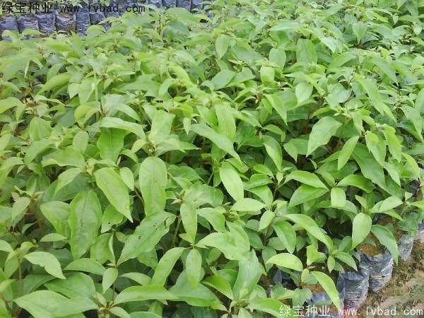 木荷<a href='http://m.wuzhouwash.com/' target='_blank'>種子</a>