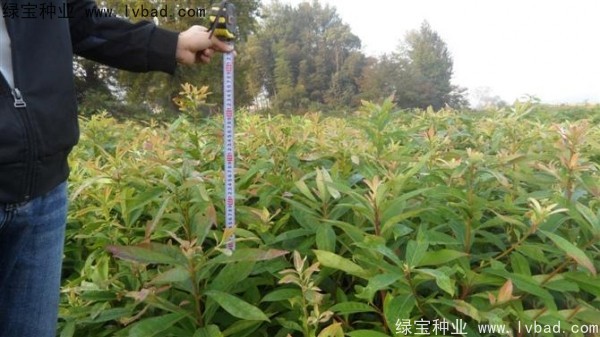 木荷種子