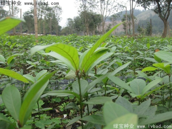 <a href='http://m.wuzhouwash.com/linmuzhongzi/2266.html' target='_blank'>楠木種子</a>