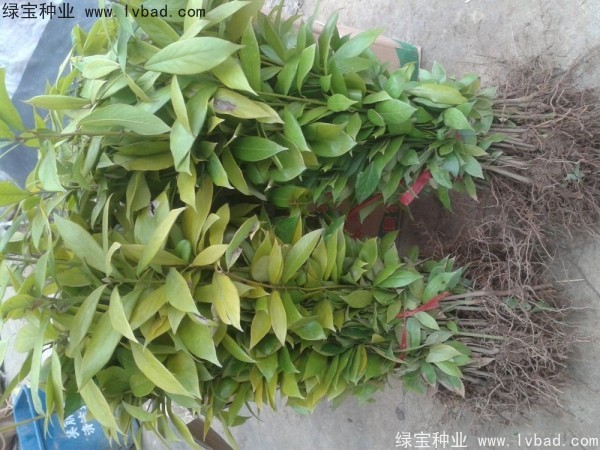 <a href='http://m.wuzhouwash.com/linmuzhongzi/2266.html' target='_blank'>楠木種子</a>