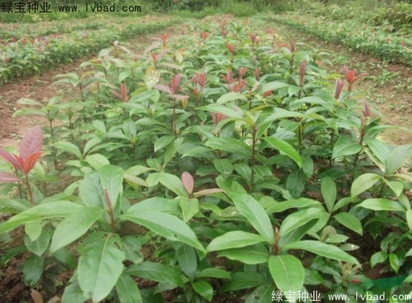 <a href='http://m.wuzhouwash.com/linmuzhongzi/2266.html' target='_blank'>楠木種子</a>